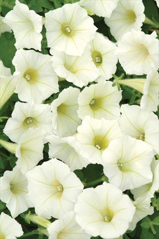 photo of flower to be used as: Pot and bedding Petunia X hybrida Shock Wave Ivory