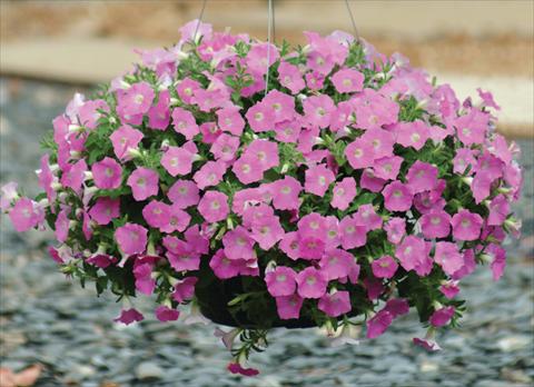 photo of flower to be used as: Pot and bedding Petunia X hybrida Shock Wave Pink Shades