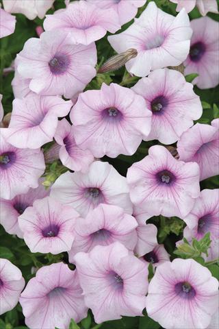 photo of flower to be used as: Pot and bedding Petunia X hybrida Shock Wave Pink Vein