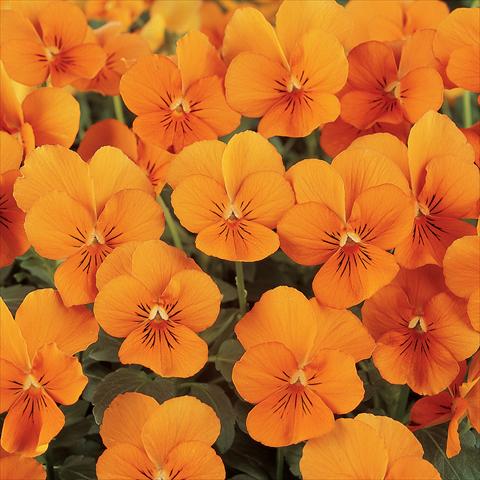 photo of flower to be used as: Pot and bedding Viola cornuta Sorbet™ Deep Orange