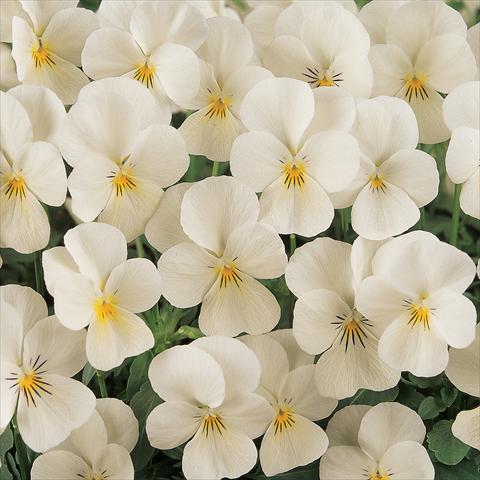 photo of flower to be used as: Pot and bedding Viola cornuta Sorbet™ French Vanilla Improved