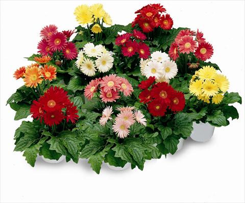 photo of flower to be used as: Pot and bedding Gerbera jamesonii Festival Mix F1
