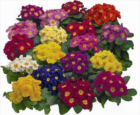 photo of flower to be used as: Pot and bedding Primula acaulis, veris, vulgaris Danova