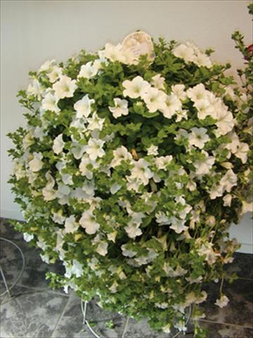 photo of flower to be used as: Basket / Pot Petunia pendula Surfinia® White