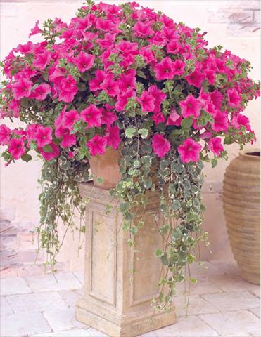 photo of flower to be used as: Basket / Pot Petunia pendula Surfinia® Hot Pink