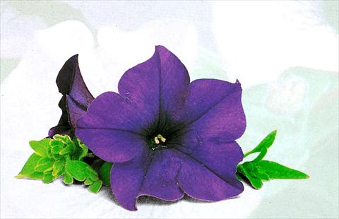 photo of flower to be used as: Basket / Pot Petunia pendula Surfinia® Blu
