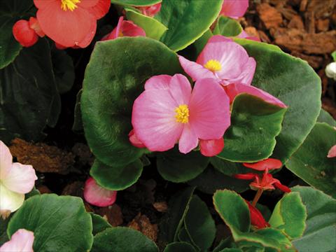 photo of flower to be used as: Pot and bedding Begonia semperflorens Florida