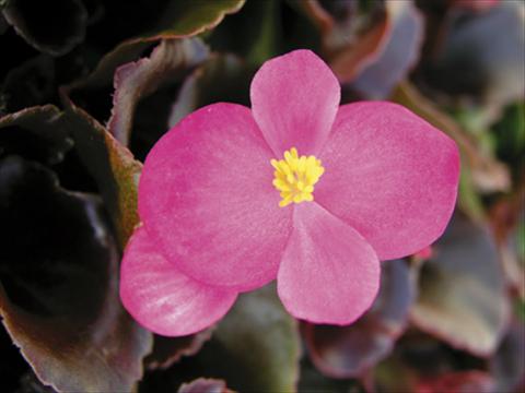 photo of flower to be used as: Pot and bedding Begonia semperflorens Afrika