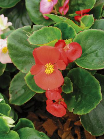 photo of flower to be used as: Pot and bedding Begonia semperflorens Florida