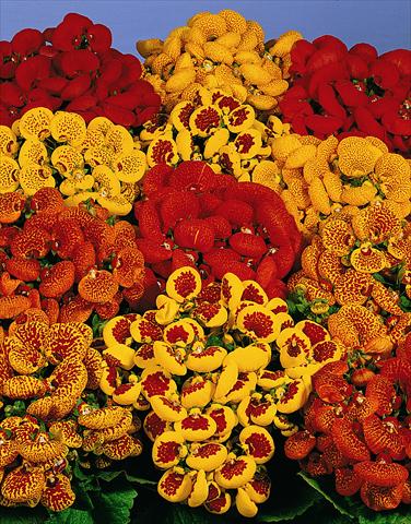 photo of flower to be used as: Pot Calceolaria Melodie