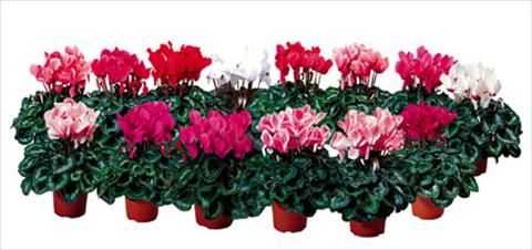 photo of flower to be used as: Pot and bedding Cyclamen persicum Sierra F1