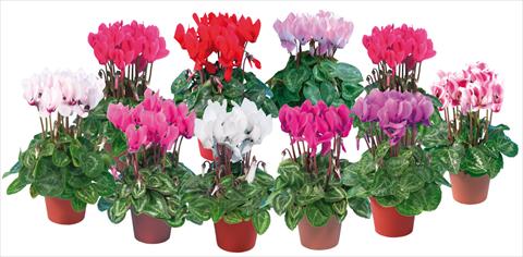 photo of flower to be used as: Pot and bedding Cyclamen persicum mini Super Serie®s Compact Mix
