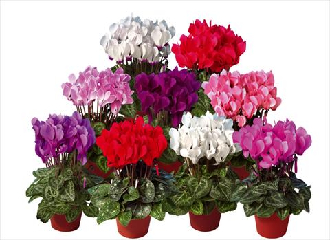 photo of flower to be used as: Pot and bedding Cyclamen persicum mini Super Serie®s Mini Winter Mix