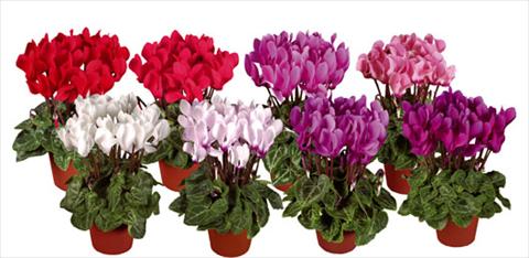photo of flower to be used as: Pot and bedding Cyclamen persicum mini Super Serie®s Verano Mix
