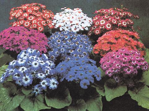 photo of flower to be used as: Pot and bedding Senecium Cineraria Moll