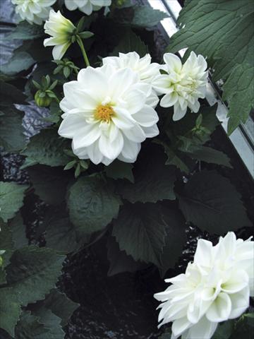 photo of flower to be used as: Pot and bedding Dahlia Royal Dahlietta