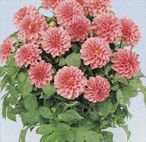 photo of flower to be used as: Pot and bedding Dahlia Royal Dahlietta Emily