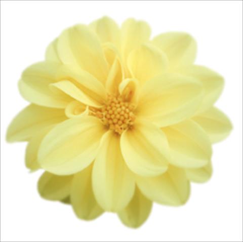photo of flower to be used as: Pot and bedding Dahlia Royal Dahlietta Margaret