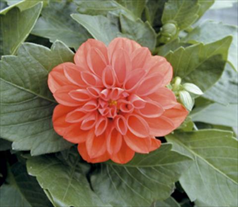 photo of flower to be used as: Pot and bedding Dahlia Royal Dahlietta Rachel