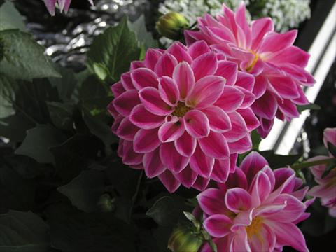 photo of flower to be used as: Pot and bedding Dahlia Royal Dahlietta Red & Orange