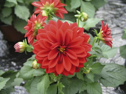 photo of flower to be used as: Pot and bedding Dahlia Royal Dahlietta Tessie