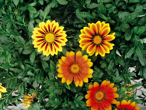 photo of flower to be used as: Pot and bedding Gazania rigens Stella