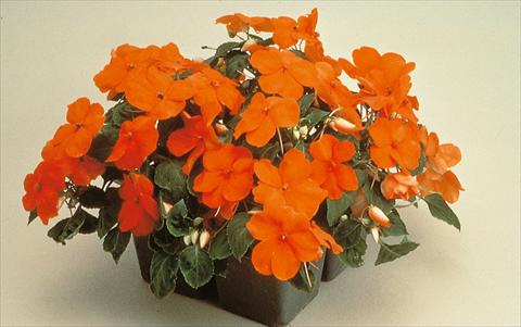 photo of flower to be used as: Pot and bedding Impatiens walleriana Folletto Arancio
