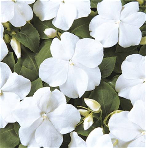 photo of flower to be used as: Pot and bedding Impatiens walleriana Folletto Bianco