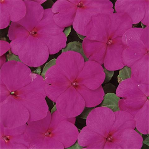 photo of flower to be used as: Pot and bedding Impatiens walleriana Folletto Lilla