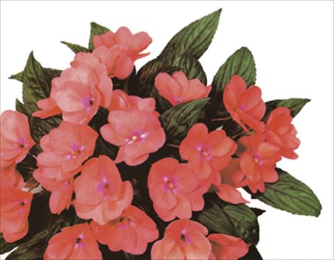 photo of flower to be used as: Pot and bedding Impatiens N. Guinea Paradise® Grenada