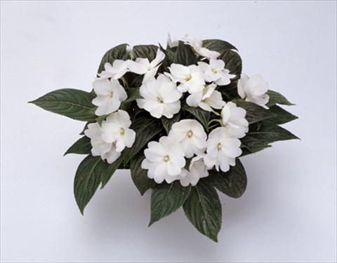 photo of flower to be used as: Pot and bedding Impatiens N. Guinea Paradise® Moorea
