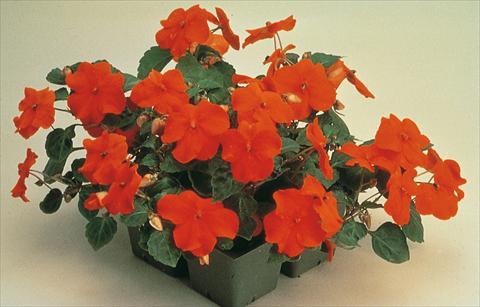 photo of flower to be used as: Pot and bedding Impatiens walleriana Folletto Rosso Scarlatto