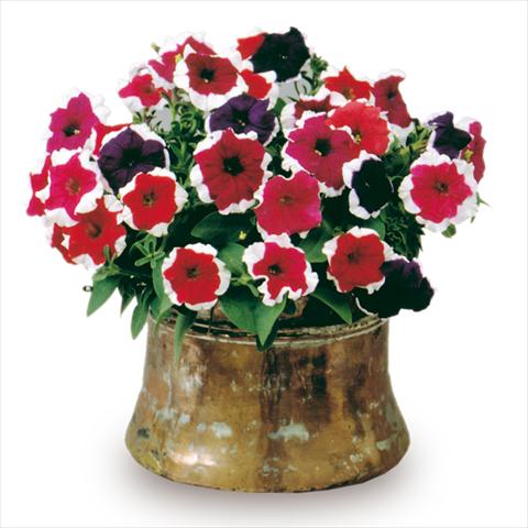 photo of flower to be used as: Bedding / border plant Petunia x hybrida Candy Mix