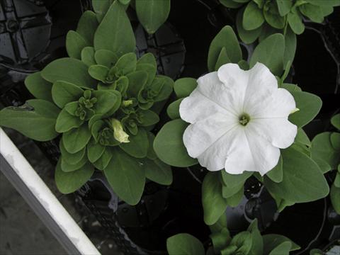 photo of flower to be used as: Bedding / border plant Petunia x hybrida Compatta Bianco