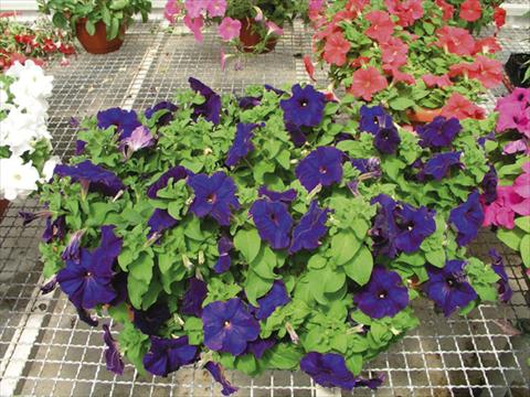 photo of flower to be used as: Bedding / border plant Petunia x hybrida Compatta Blu