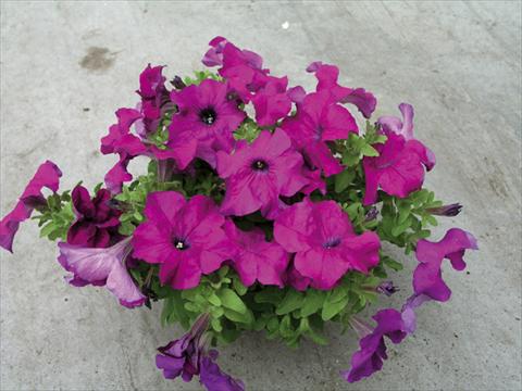 photo of flower to be used as: Bedding / border plant Petunia x hybrida Compatta Porpora