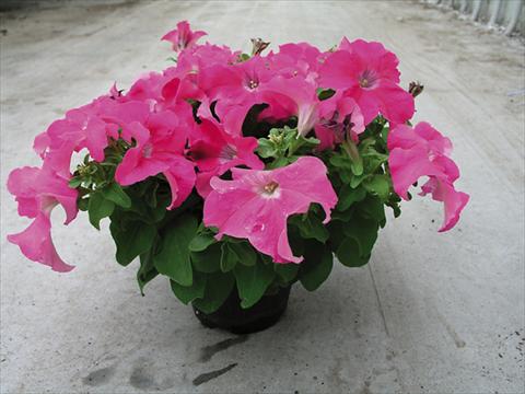 photo of flower to be used as: Bedding / border plant Petunia x hybrida Compatta Rosa Scuro