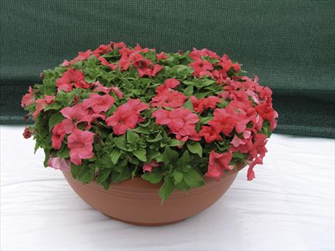 photo of flower to be used as: Bedding / border plant Petunia x hybrida Compatta Rosa Salmone