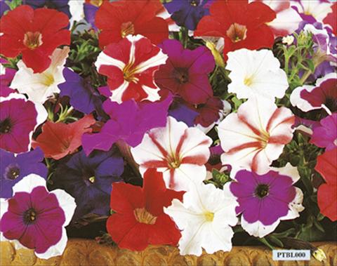 photo of flower to be used as: Bedding / border plant Petunia x hybrida Bella F1 Mix
