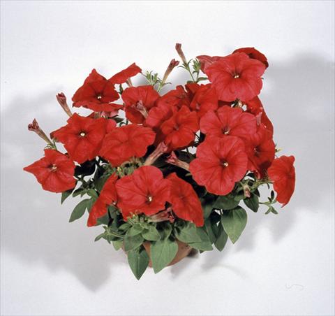 photo of flower to be used as: Basket / Pot Petunia x hybrida Nuvolari