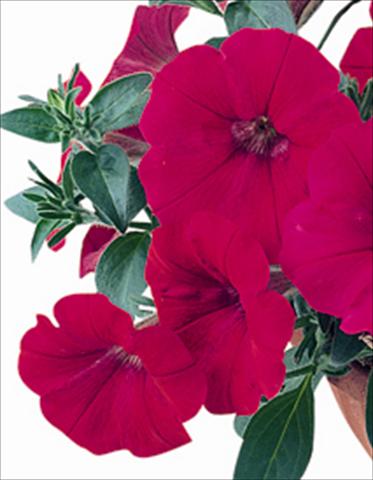 photo of flower to be used as: Bedding / border plant Petunia x hybrida Nuvolari Cherry