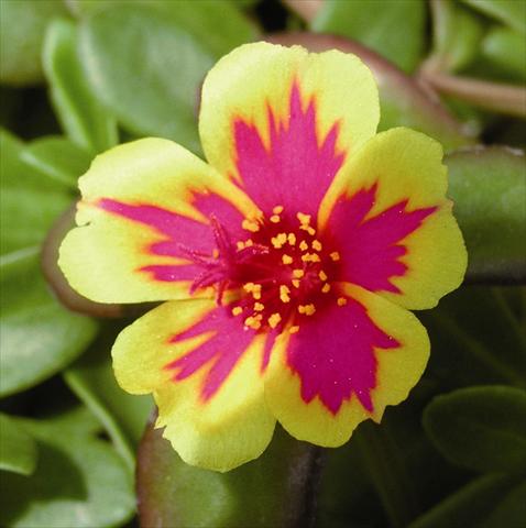 photo of flower to be used as: Basket / Pot Portulaca Duet Rose Improved