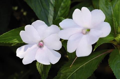 photo of flower to be used as: Bedding / border plant Impatiens N. Guinea SunPatiens® Compact White