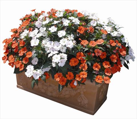 photo of flower to be used as: Bedding / border plant Impatiens N. Guinea SunPatiens® Compact Orange