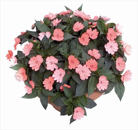 photo of flower to be used as: Bedding / border plant Impatiens N. Guinea SunPatiens® Compact Blush Pink