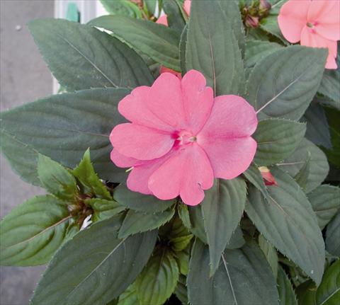 photo of flower to be used as: Bedding / border plant Impatiens N. Guinea SunPatiens® Compact Lavander