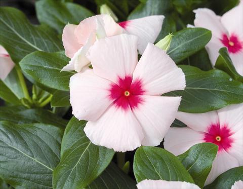 photo of flower to be used as: Bedding / border plant Catharanthus roseus - Vinca Cora F1 Apricot