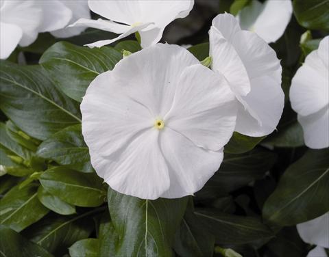 photo of flower to be used as: Bedding / border plant Catharanthus roseus - Vinca Cora F1 White