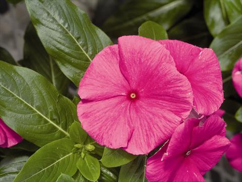 photo of flower to be used as: Bedding / border plant Catharanthus roseus - Vinca Cora F1 Violet