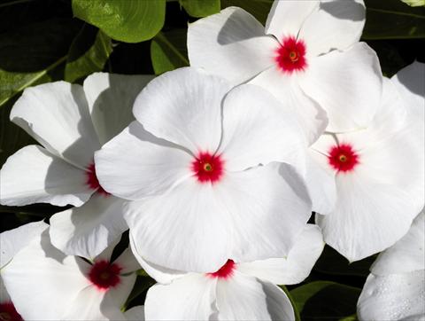 photo of flower to be used as: Bedding / border plant Catharanthus roseus - Vinca Egeo F1 White